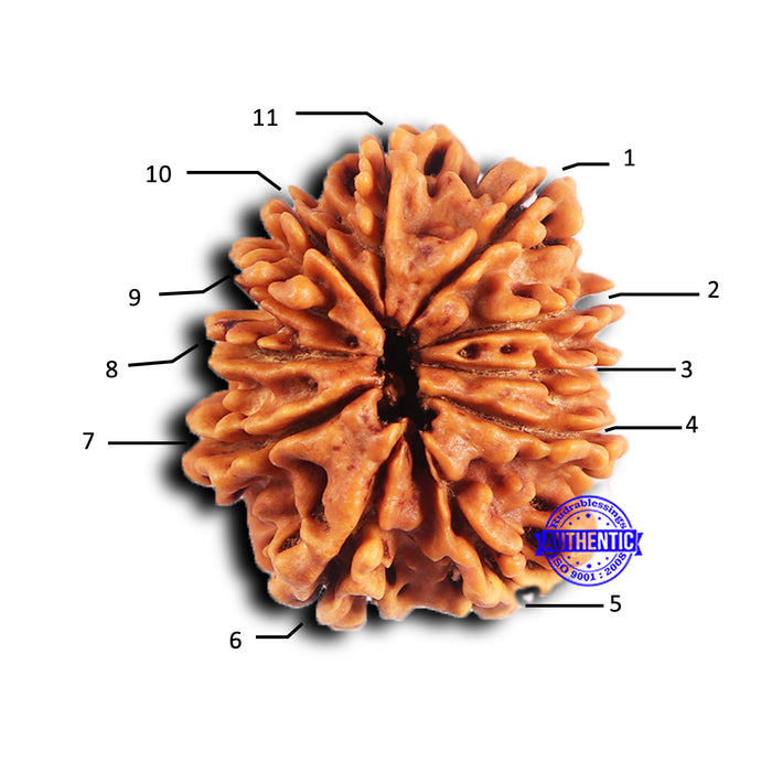 11 Mukhi Nepalese Rudraksha - Bead No. 376