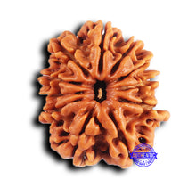 Load image into Gallery viewer, 11 Mukhi Nepalese Rudraksha - Bead No. 376
