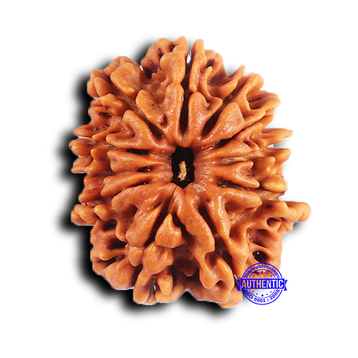 11 Mukhi Nepalese Rudraksha - Bead No. 376
