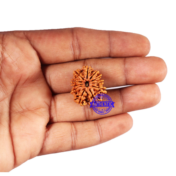 11 Mukhi Nepalese Rudraksha - Bead No. 376