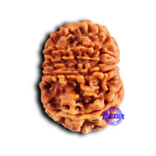 Load image into Gallery viewer, 11 Mukhi Nepalese Rudraksha - Bead No. 376
