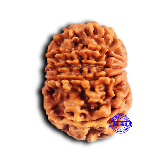11 Mukhi Nepalese Rudraksha - Bead No. 376
