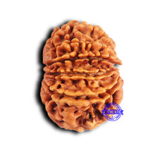 Load image into Gallery viewer, 11 Mukhi Nepalese Rudraksha - Bead No. 376
