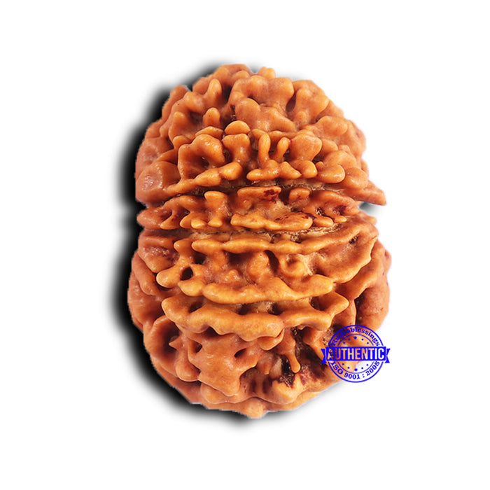 11 Mukhi Nepalese Rudraksha - Bead No. 376