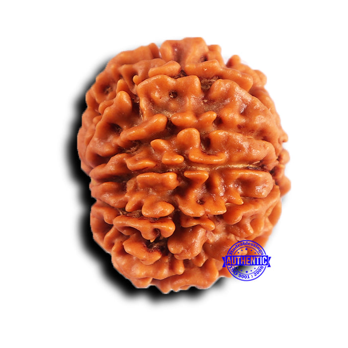 11 Mukhi Nepalese Rudraksha - Bead No. 377
