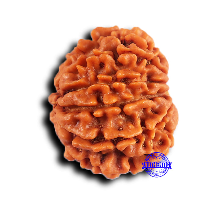 11 Mukhi Nepalese Rudraksha - Bead No. 377