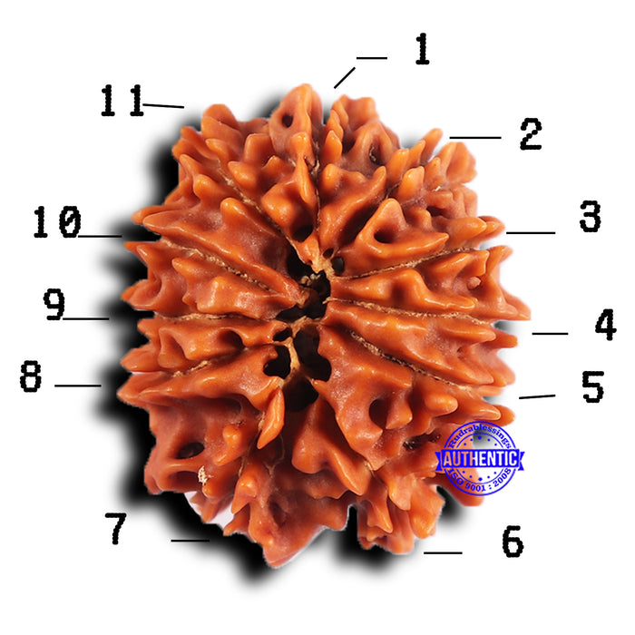 11 Mukhi Nepalese Rudraksha - Bead No. 378