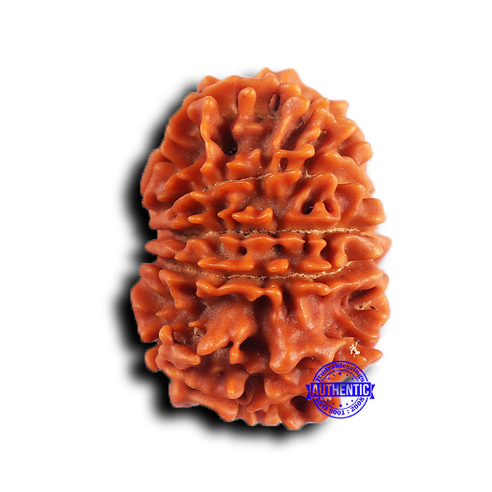 11 Mukhi Nepalese Rudraksha - Bead No. 378