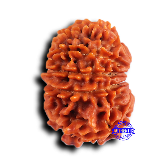 11 Mukhi Nepalese Rudraksha - Bead No. 378