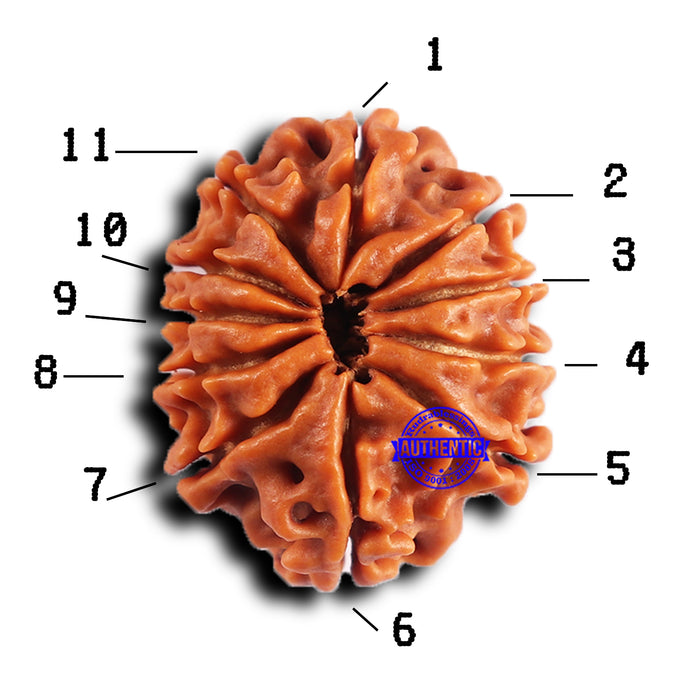 11 Mukhi Nepalese Rudraksha - Bead No. 379