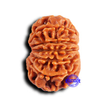 Load image into Gallery viewer, 11 Mukhi Nepalese Rudraksha - Bead No. 379
