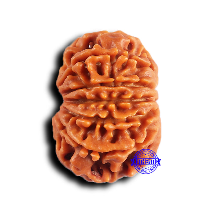 11 Mukhi Nepalese Rudraksha - Bead No. 379