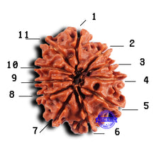 Load image into Gallery viewer, 11 Mukhi Nepalese Rudraksha - Bead No. 380
