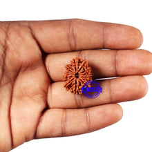 Load image into Gallery viewer, 11 Mukhi Nepalese Rudraksha - Bead No. 380
