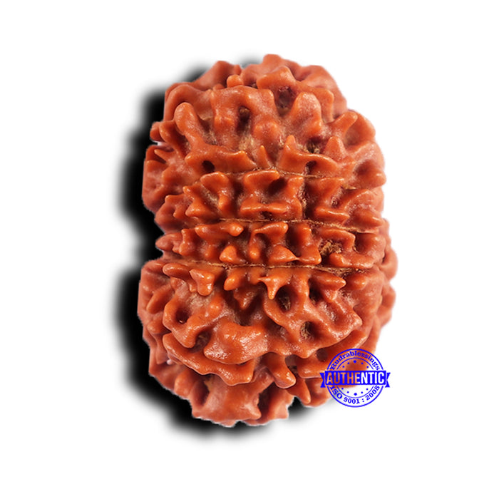 11 Mukhi Nepalese Rudraksha - Bead No. 380