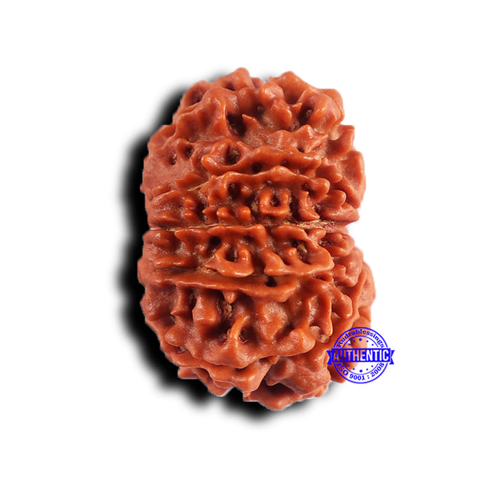 11 Mukhi Nepalese Rudraksha - Bead No. 380