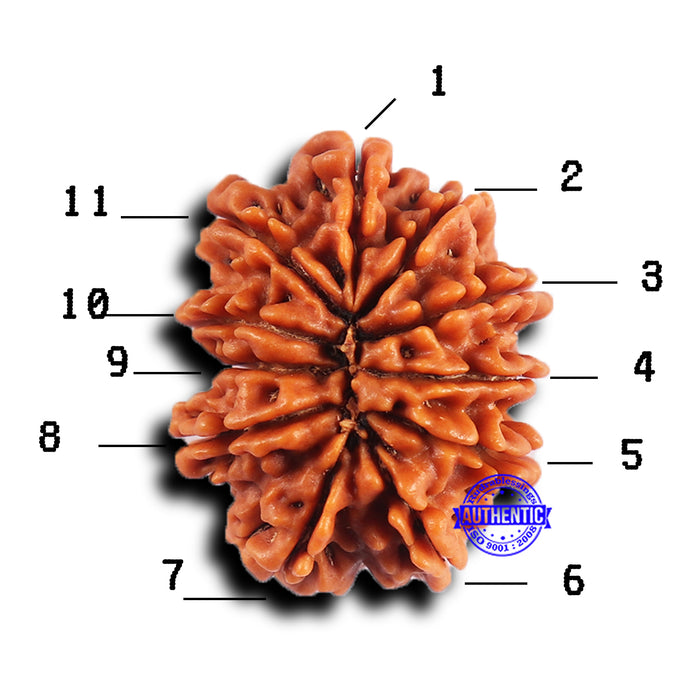 11 Mukhi Nepalese Rudraksha - Bead No. 381