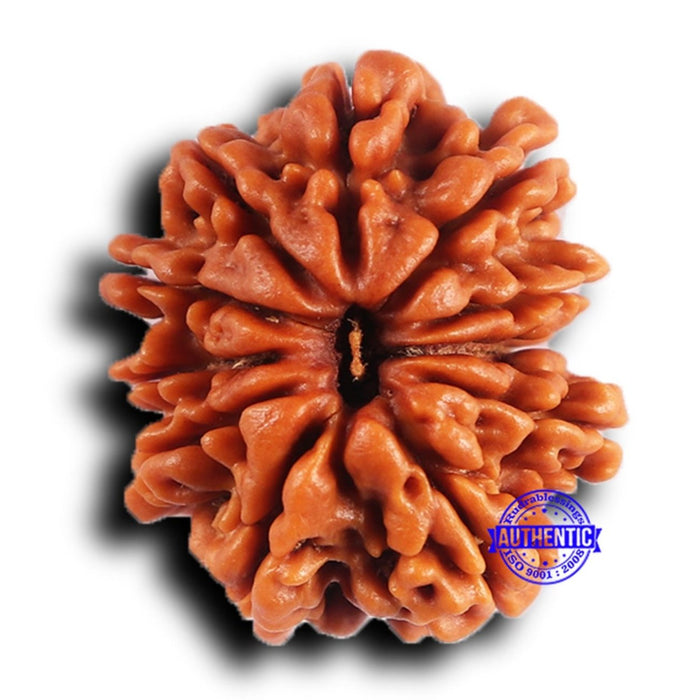 11 Mukhi Nepalese Rudraksha - Bead No. 381