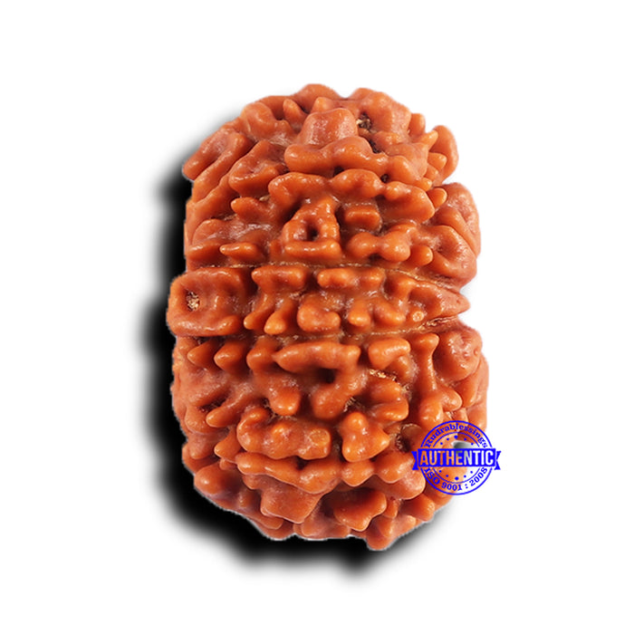 11 Mukhi Nepalese Rudraksha - Bead No. 382