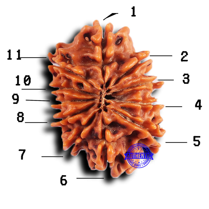 11 Mukhi Nepalese Rudraksha - Bead No. 383