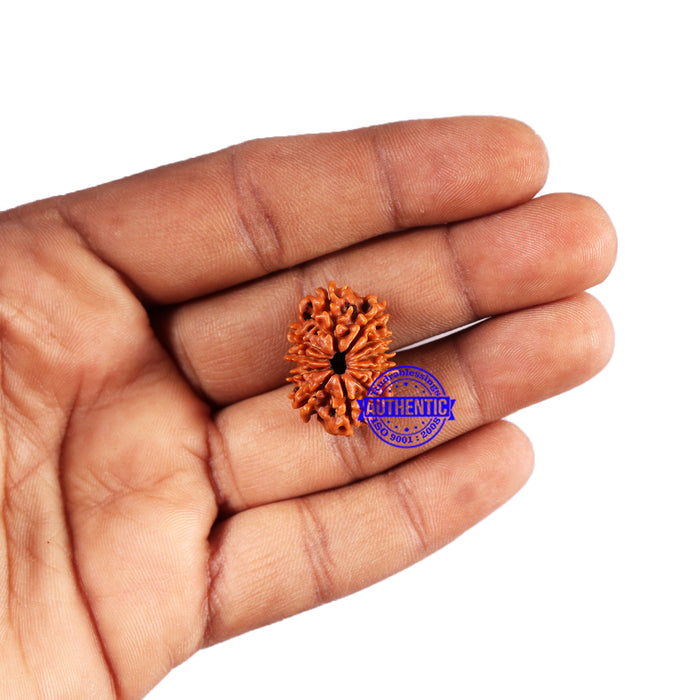11 Mukhi Nepalese Rudraksha - Bead No. 383