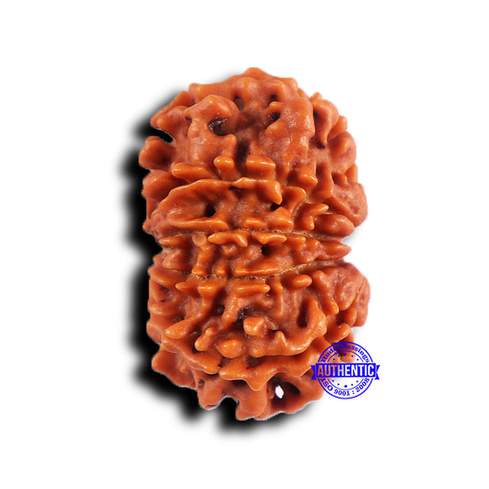 11 Mukhi Nepalese Rudraksha - Bead No. 383