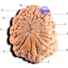 Load image into Gallery viewer, 10 Mukhi Rudraksha from Indonesia - Bead No. 11
