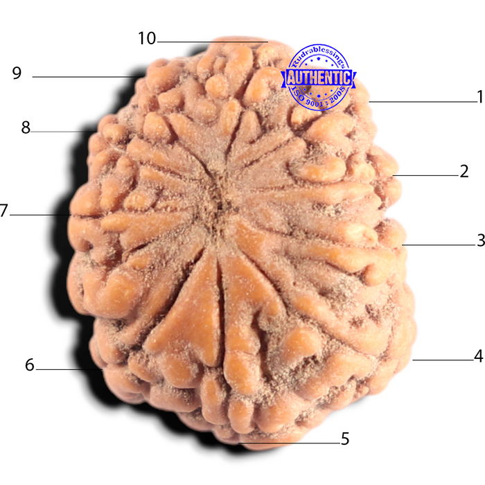 10 Mukhi Rudraksha from Indonesia - Bead No. 11