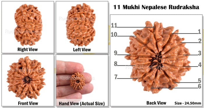 11 Mukhi Nepalese Rudraksha - Bead No. 85