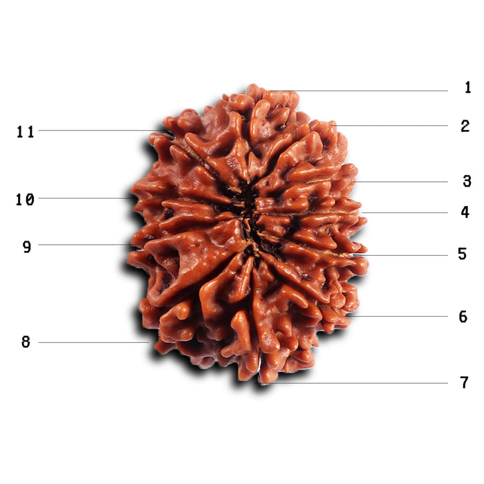 11 Mukhi Nepalese Rudraksha - Bead No. 395