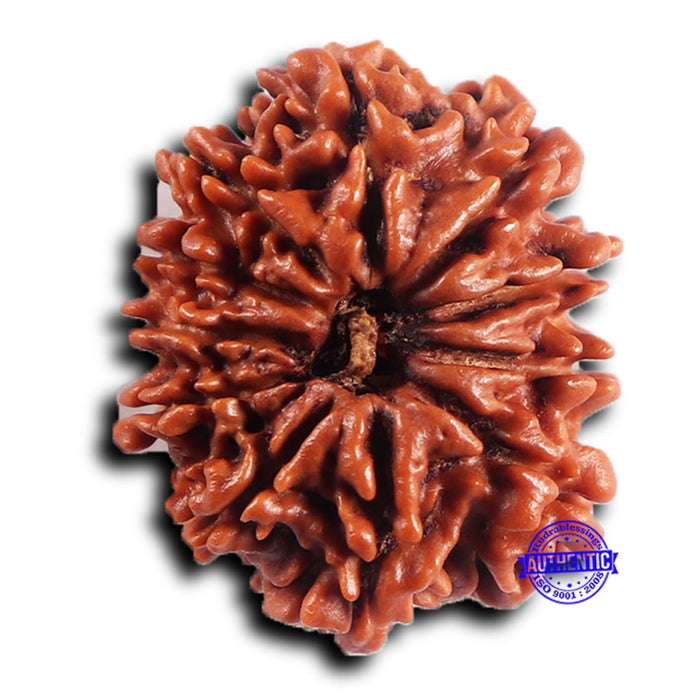 11 Mukhi Nepalese Rudraksha - Bead No. 395
