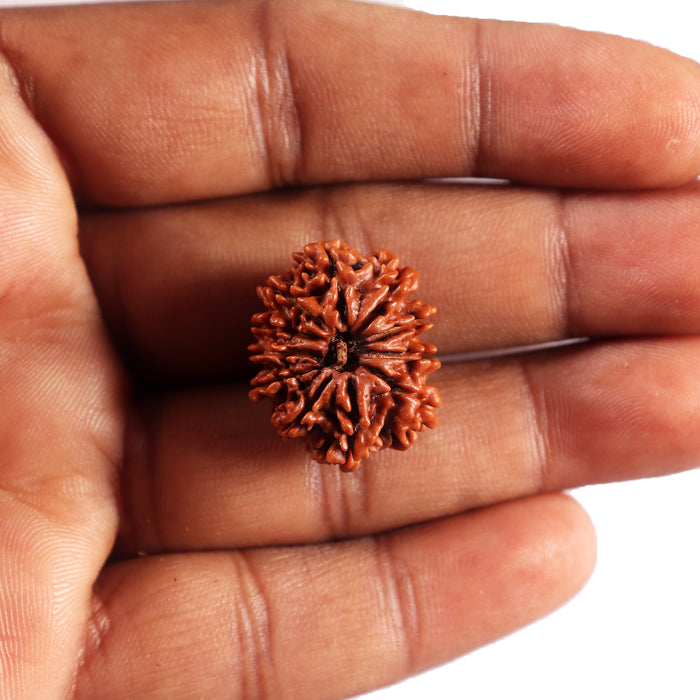 11 Mukhi Nepalese Rudraksha - Bead No. 395