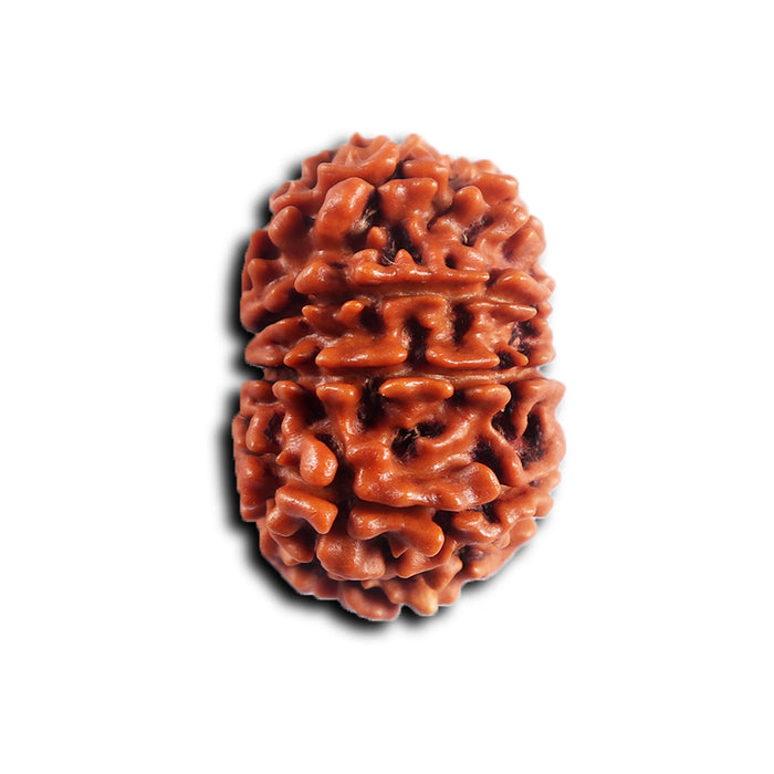 11 Mukhi Nepalese Rudraksha - Bead No. 395
