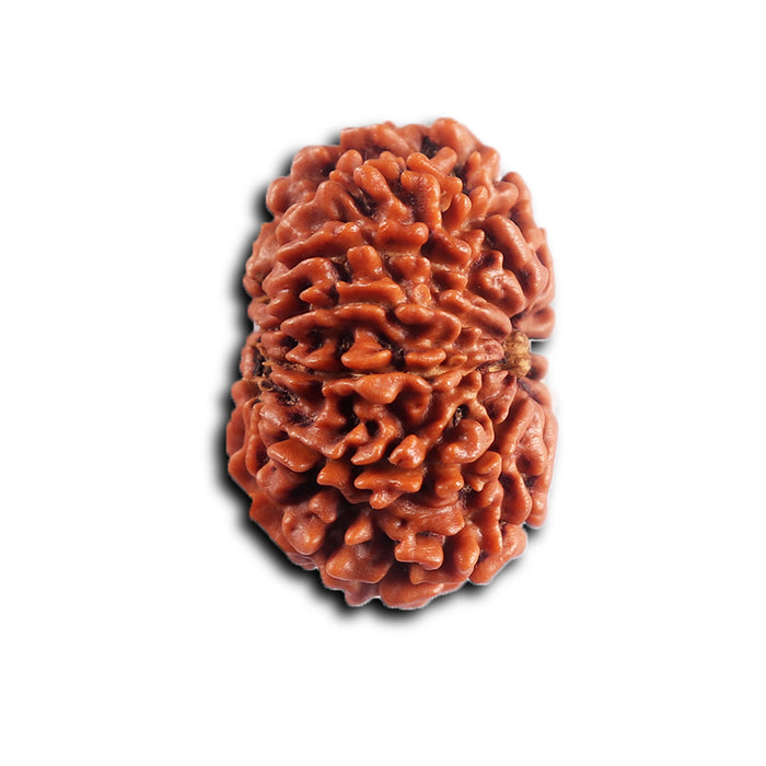 11 Mukhi Nepalese Rudraksha - Bead No. 395
