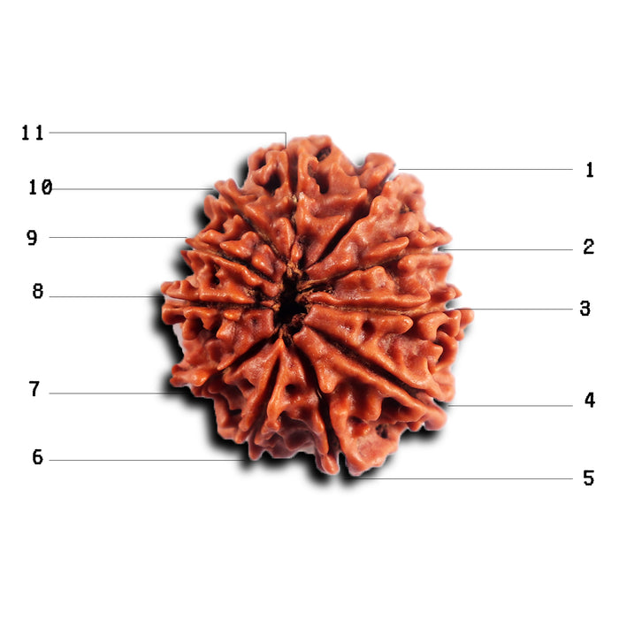 11 Mukhi Nepalese Rudraksha - Bead No. 396