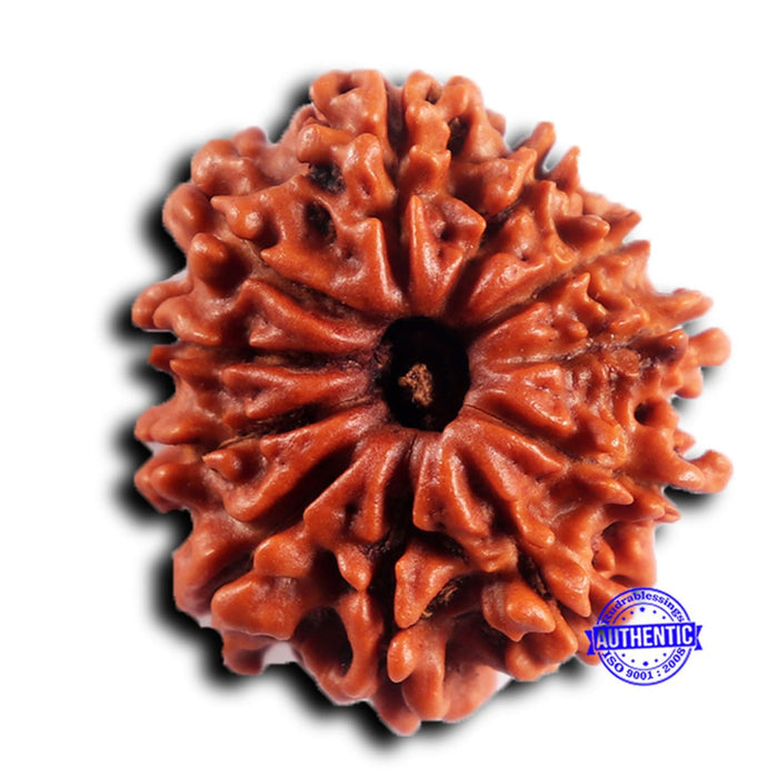 11 Mukhi Nepalese Rudraksha - Bead No. 396