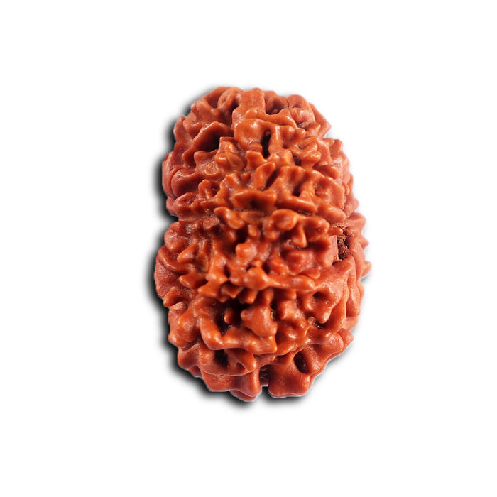 11 Mukhi Nepalese Rudraksha - Bead No. 396