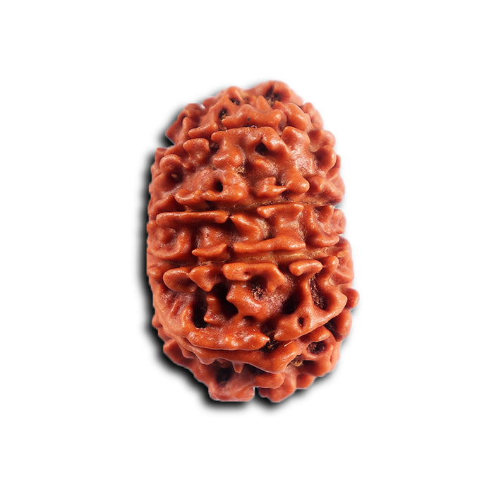 11 Mukhi Nepalese Rudraksha - Bead No. 396