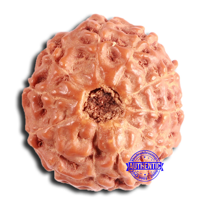 11 Mukhi Indonesian Rudraksha - Bead No. 226