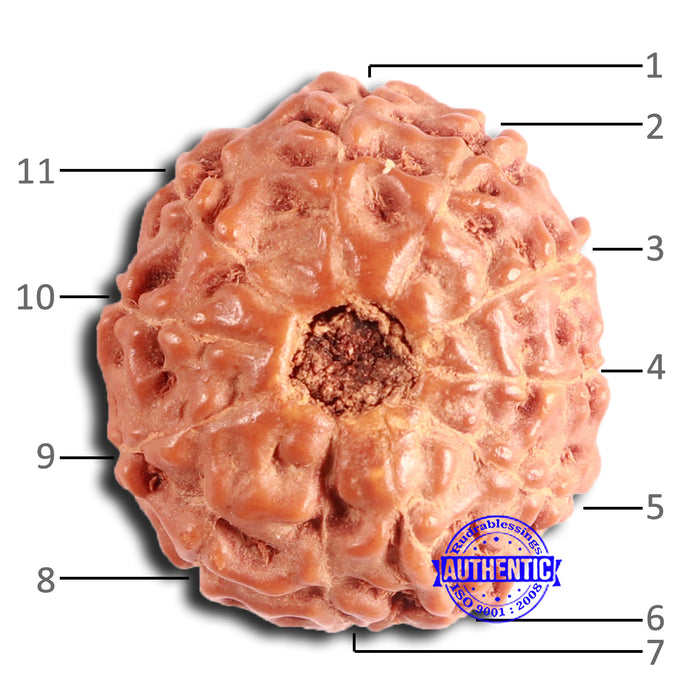 11 Mukhi Indonesian Rudraksha - Bead No. 226