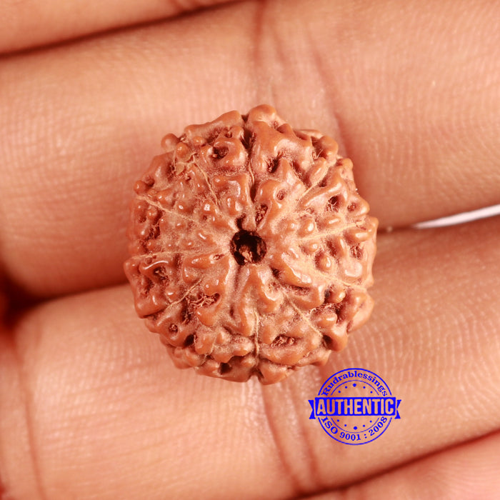 11 Mukhi Indonesian Rudraksha - Bead No. 226