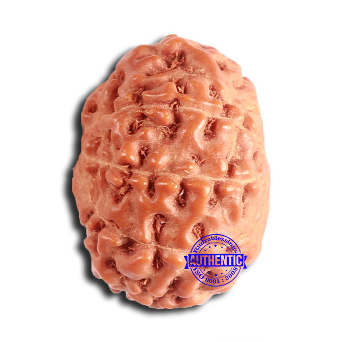 11 Mukhi Indonesian Rudraksha - Bead No. 226