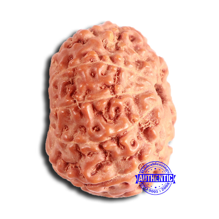 11 Mukhi Indonesian Rudraksha - Bead No. 226