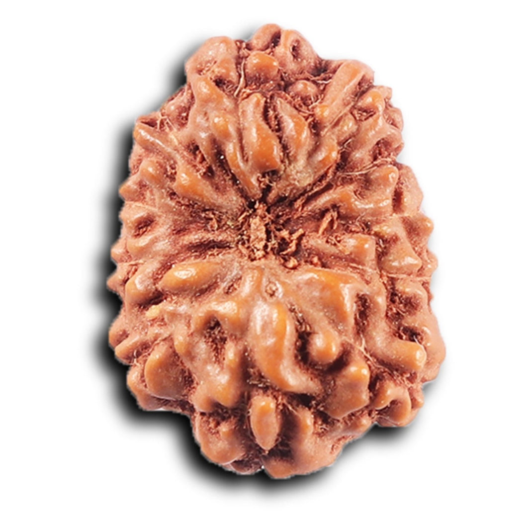 11 Mukhi Indonesian Rudraksha - Bead No. 252