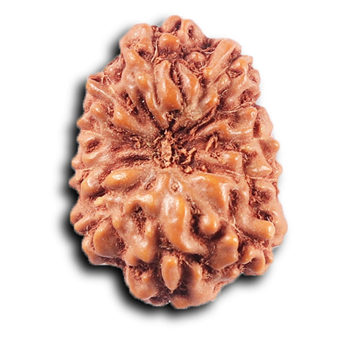 11 Mukhi Indonesian Rudraksha - Bead No. 252