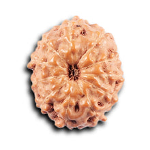 Load image into Gallery viewer, 11 Mukhi Indonesian Rudraksha - Bead No. 253
