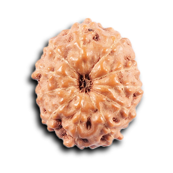 11 Mukhi Indonesian Rudraksha - Bead No. 253