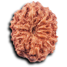 Load image into Gallery viewer, 11 Mukhi Indonesian Rudraksha - Bead No.255
