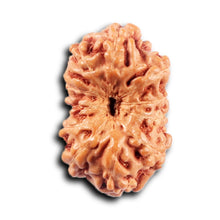 Load image into Gallery viewer, 11 Mukhi Indonesian Rudraksha - Bead No. 258
