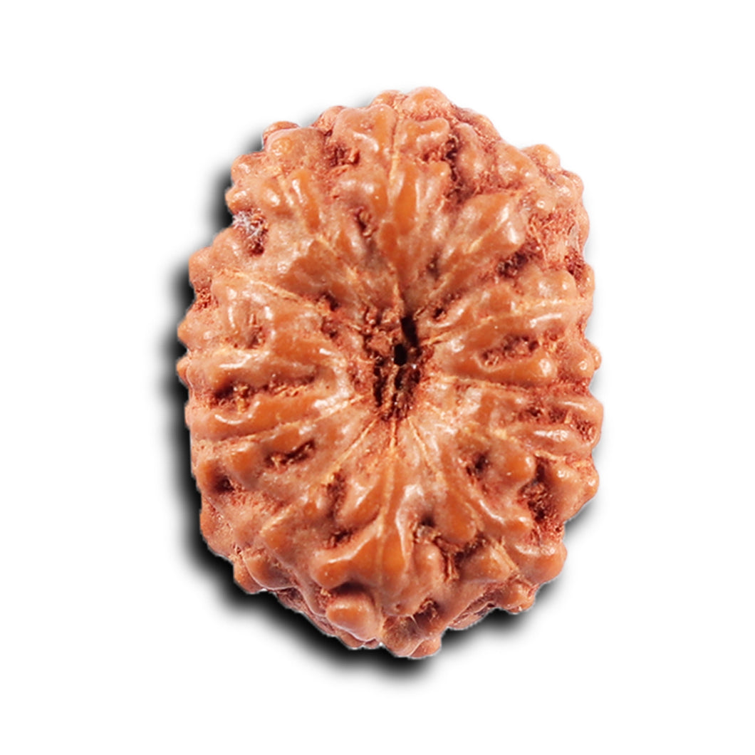 11 Mukhi Indonesian Rudraksha - Bead No. 259